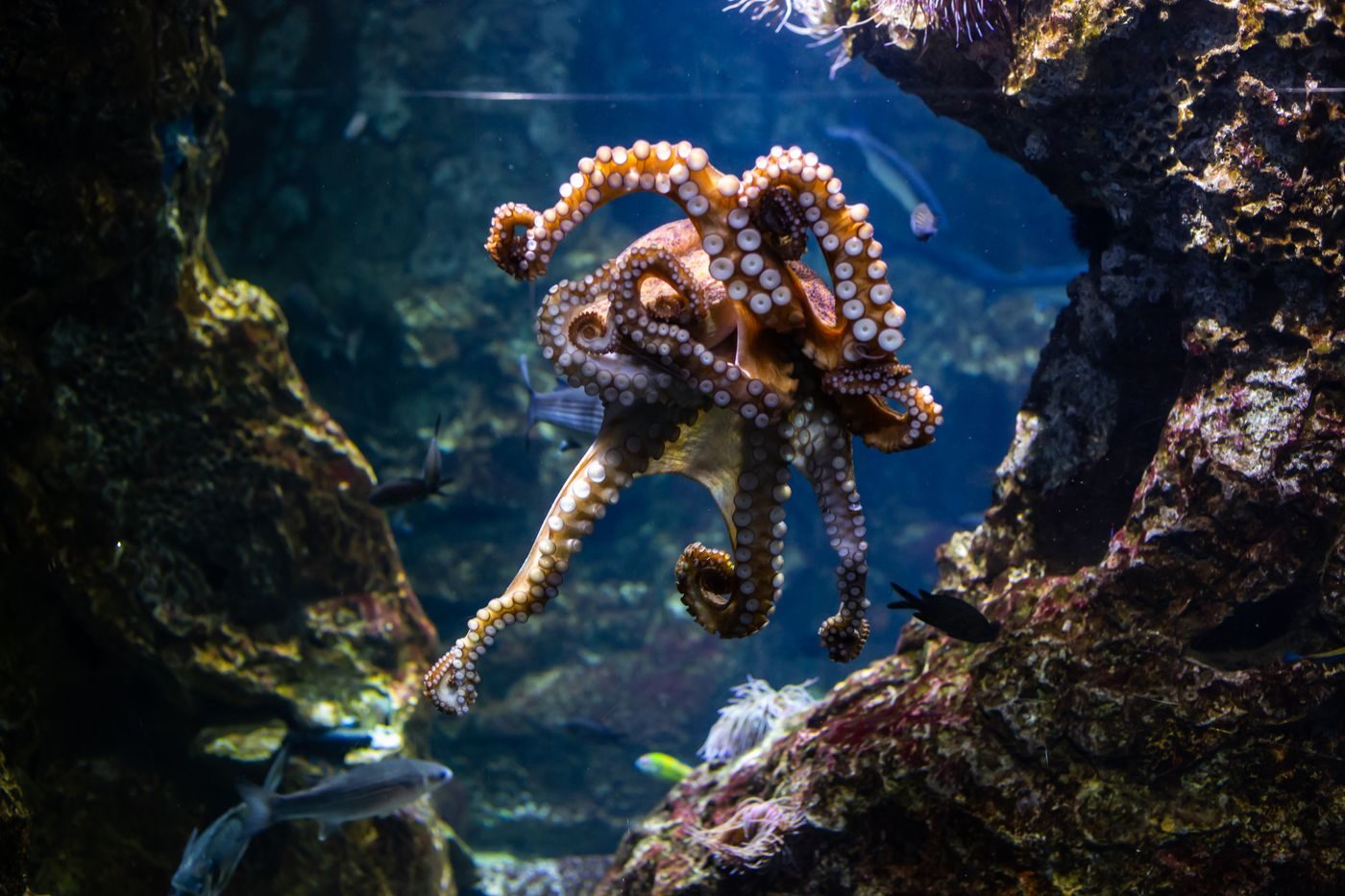 Pulpo en su hábitat marino